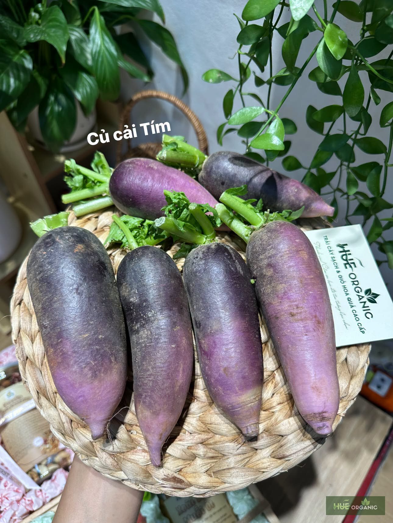 Củ Cải Tím Đà Lạt Còn Lá Tươi
