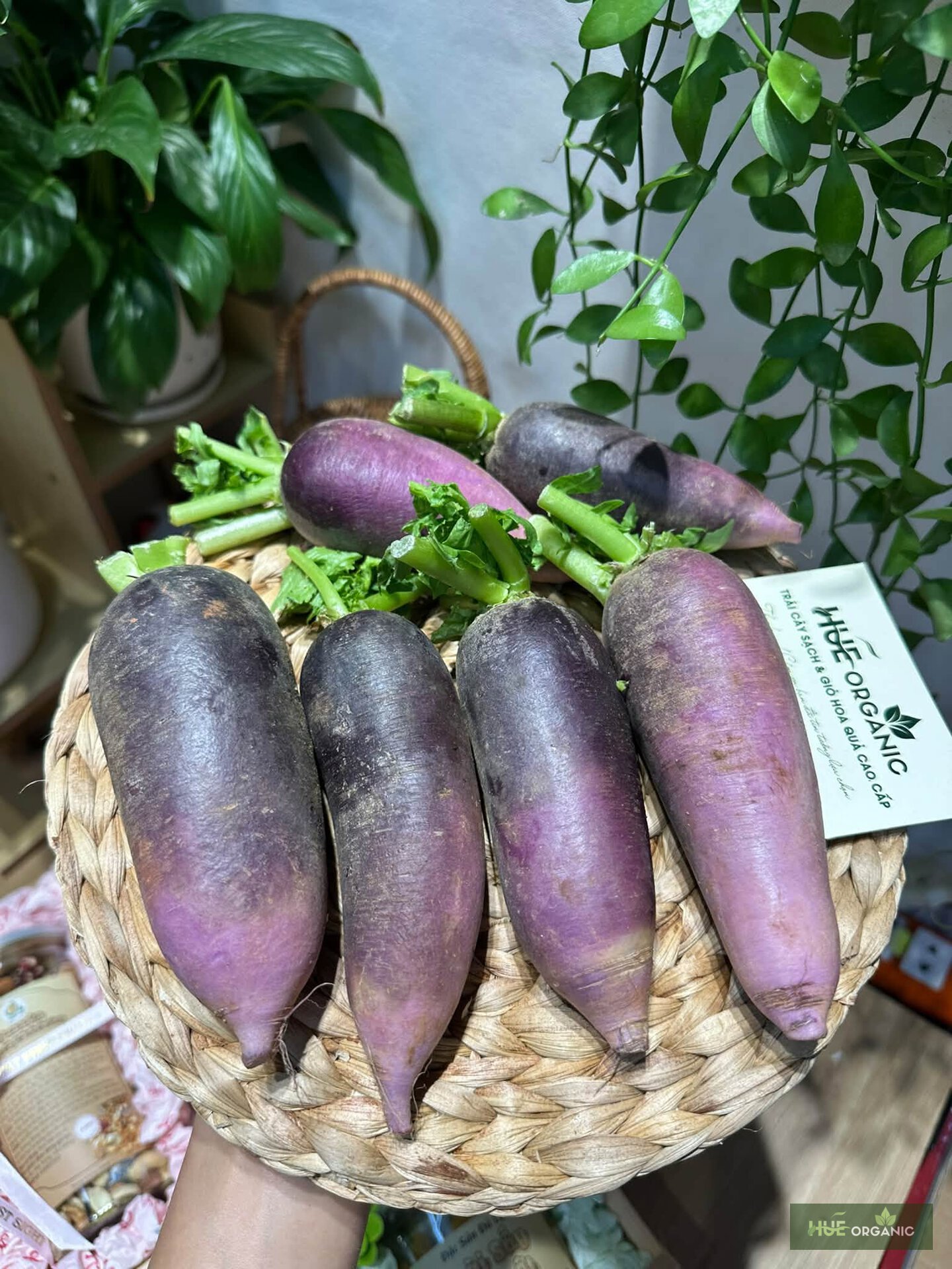 Củ Cải Tím Đà Lạt Còn Lá Tươi - ảnh 2
