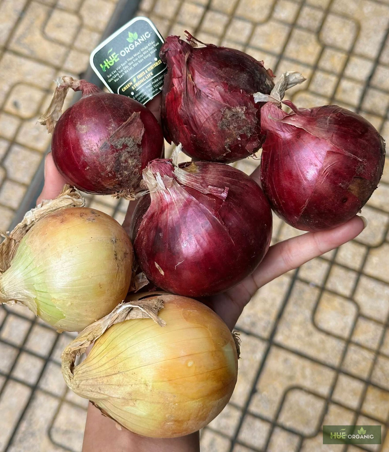 Hành Tây Đỏ Và Hành Tây Vàng