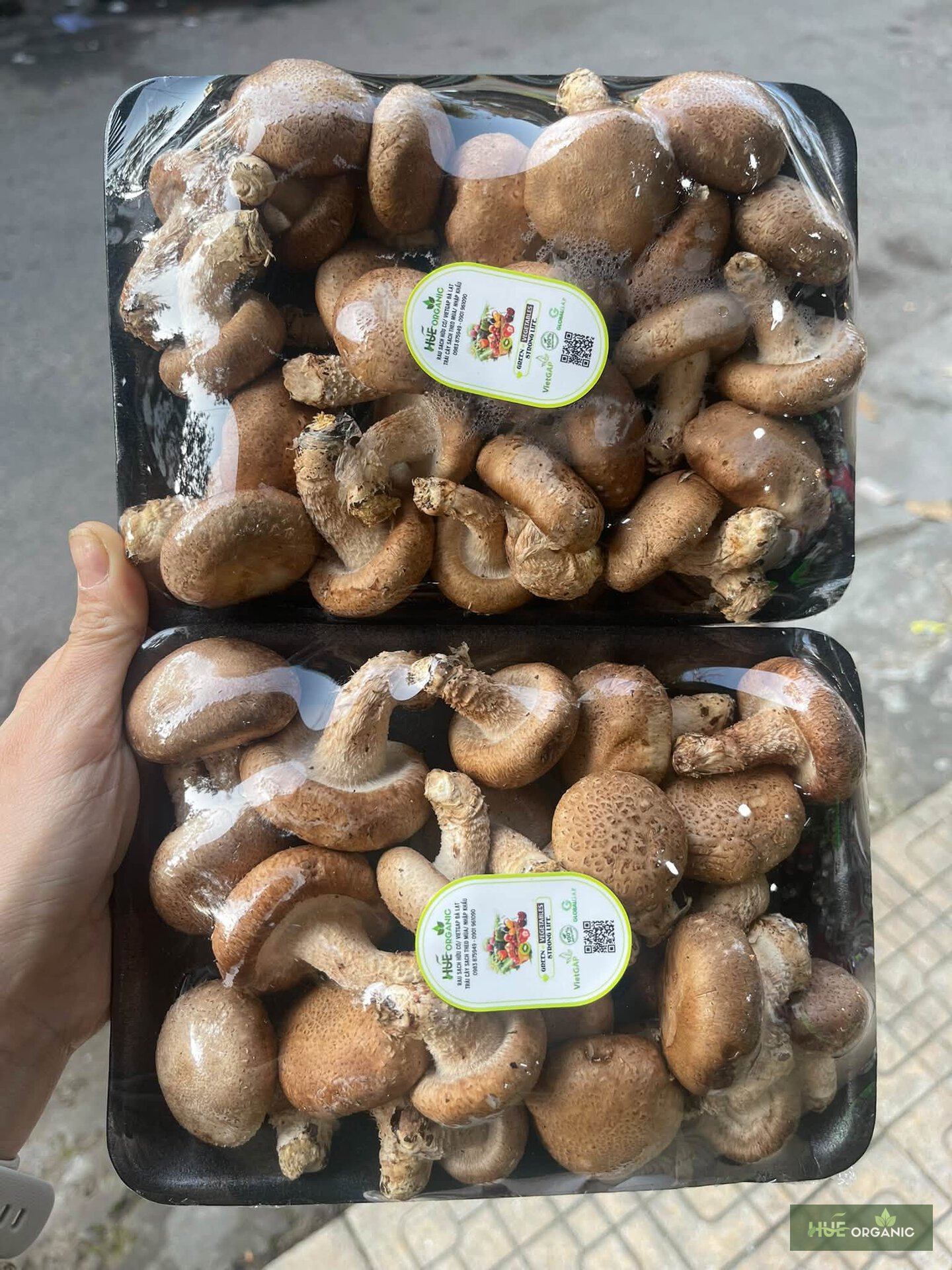 Nấm Hương Tươi Đà Lạt (Nấm Đông Cô Tươi)