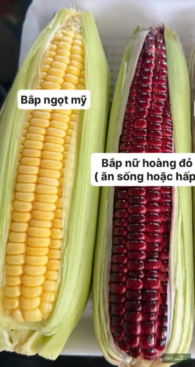 Bắp Ngọt Mỹ & Bắp Nữ Hoàng Đỏ Đà Lạt