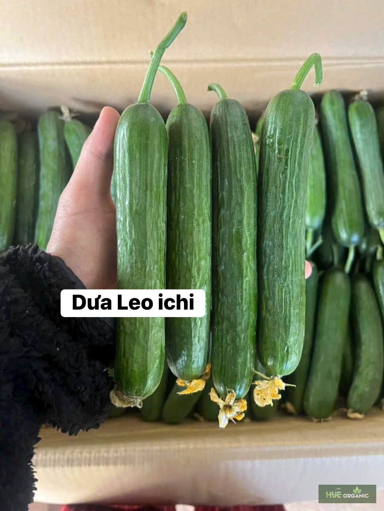 Dưa Leo Nhật (Dưa Leo Ichi) Đà Lạt Giòn Ngọt