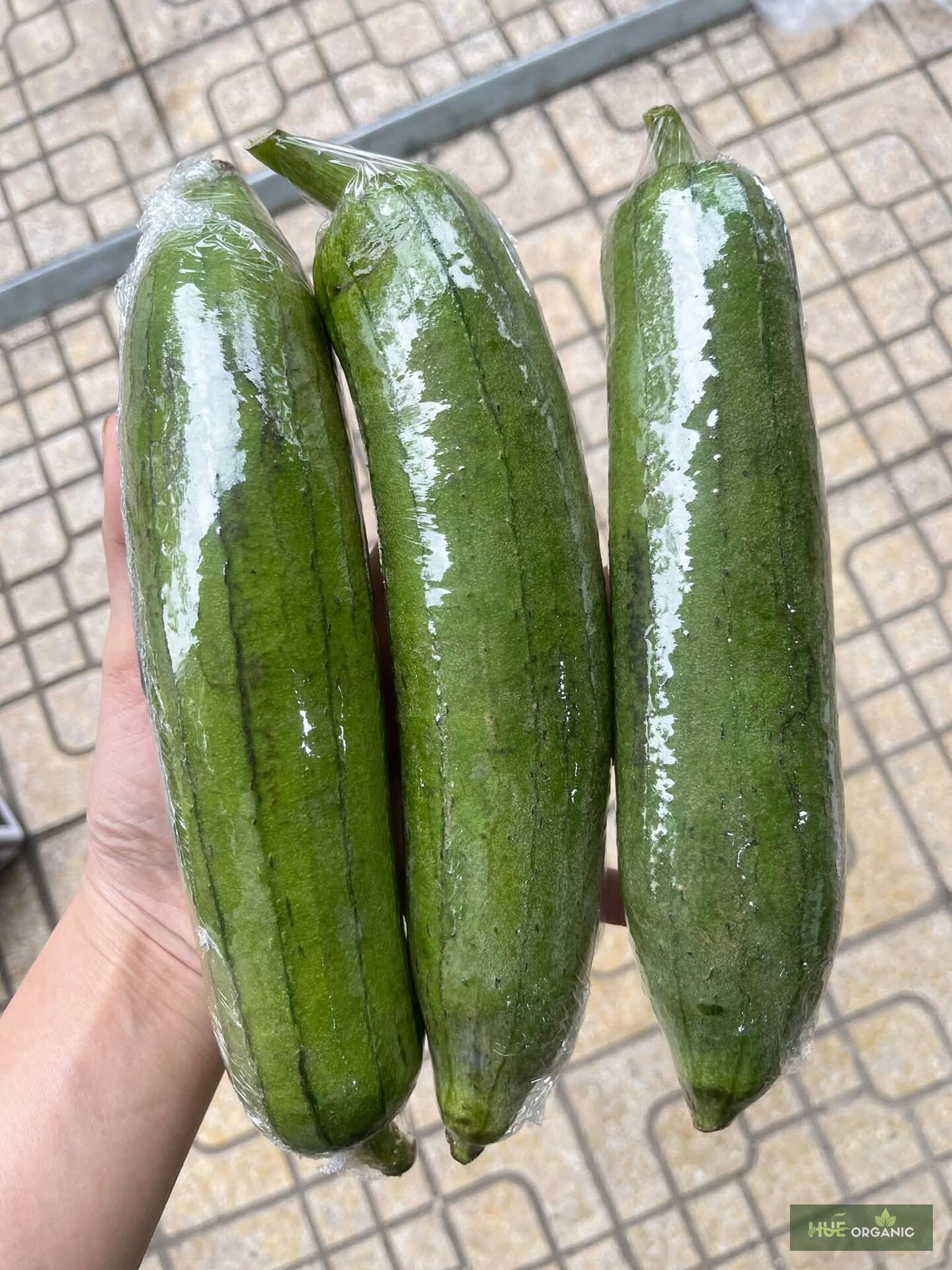 Mướp Tươi Non, Quả Dài Đều