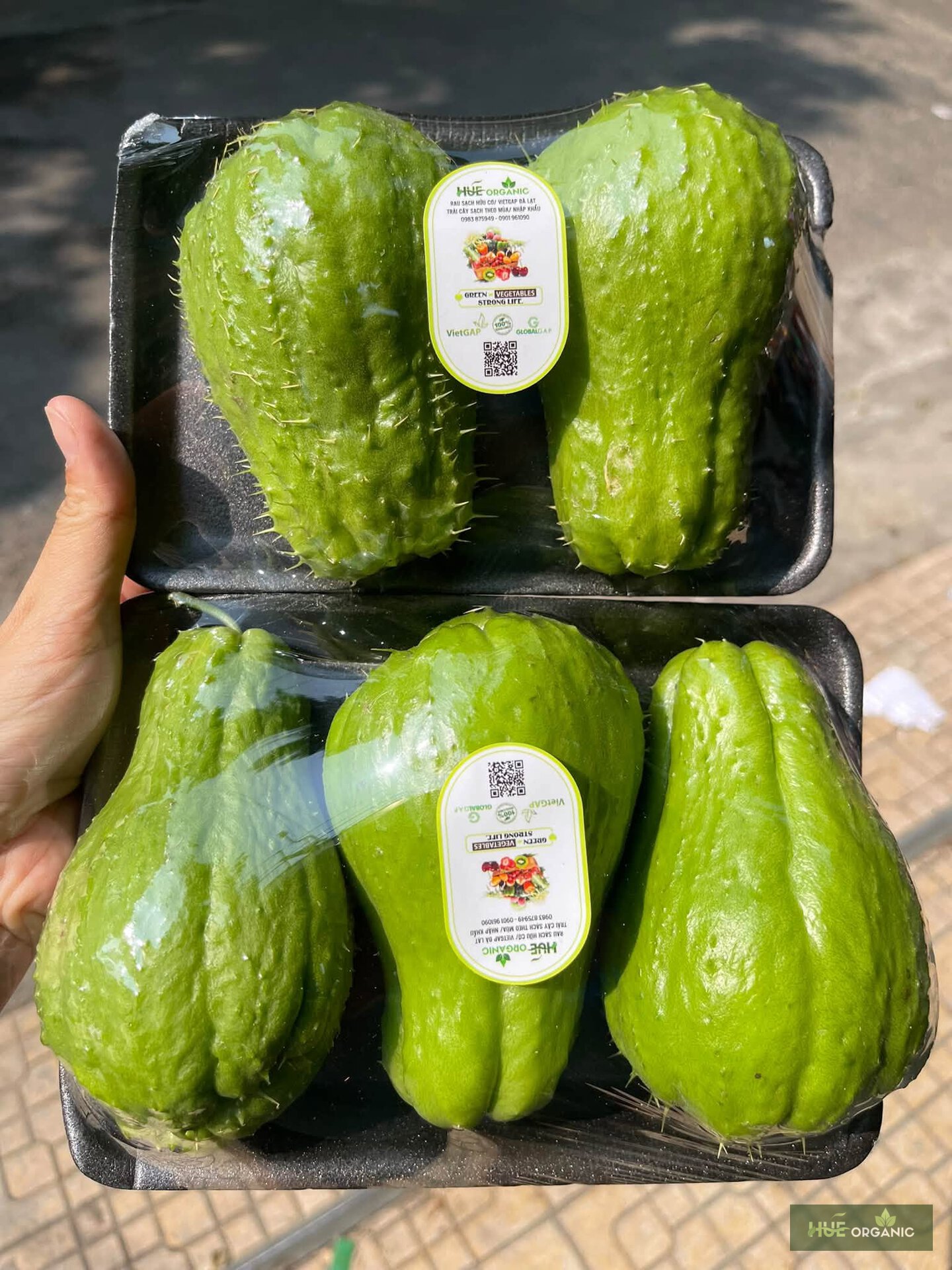 Su Su Đà Lạt Quả Non Xanh