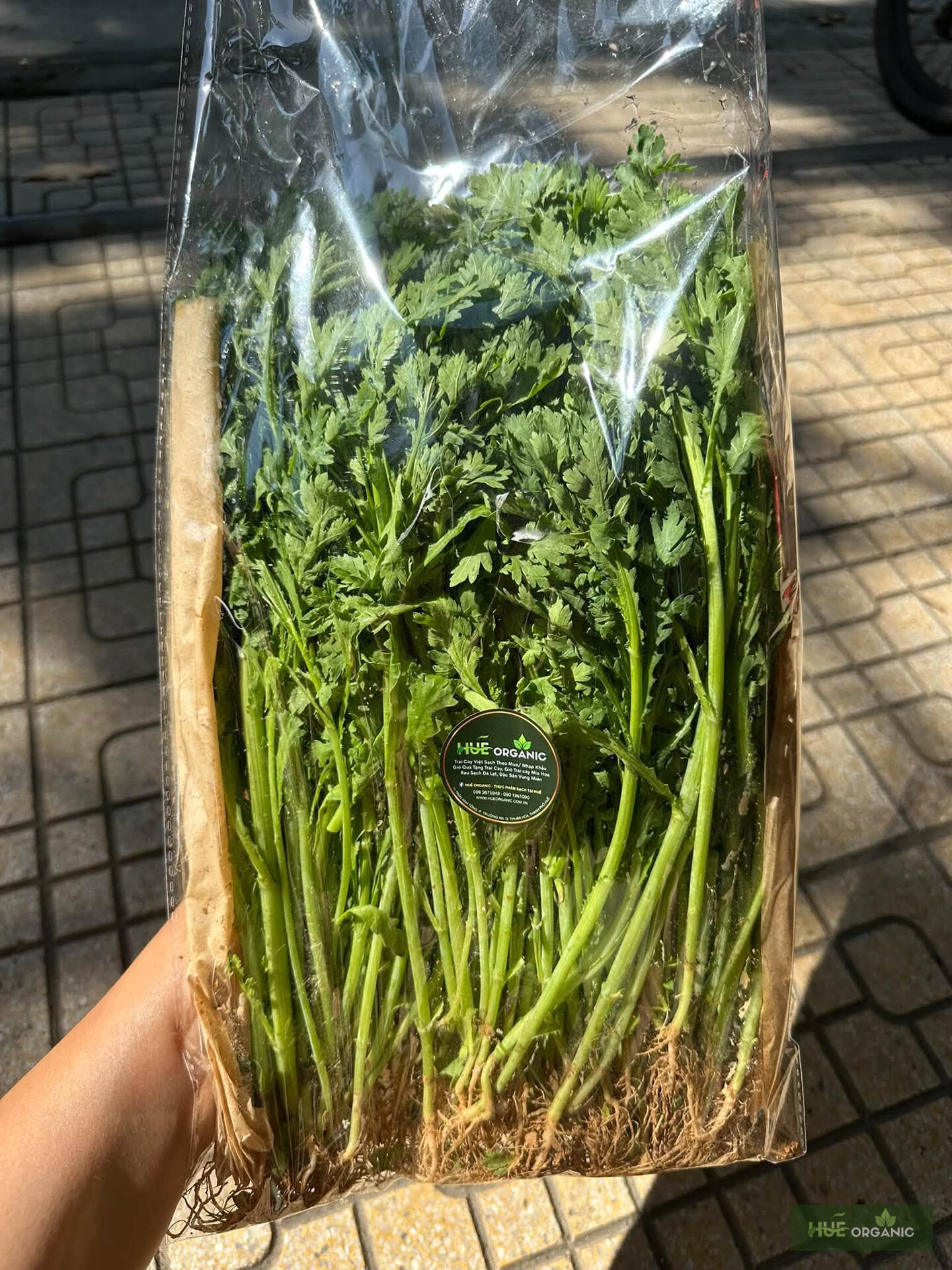 Cải Cúc (Tần Ô) Đà Lạt Tươi