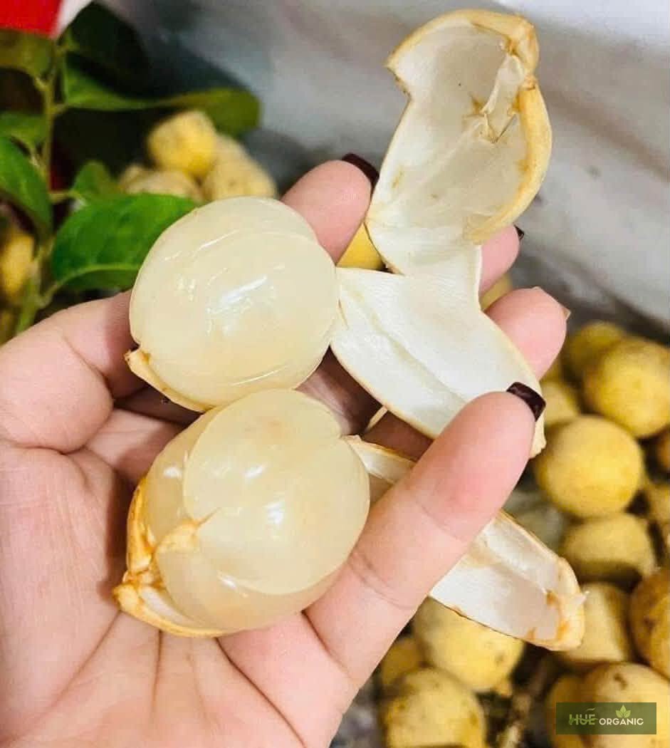 Bòn Bon Thái Lan Chùm Dài Ngọt Thanh Ít Mủ - ảnh 2