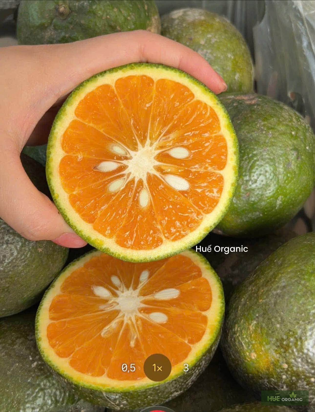 Cam Sành Mọng Nước Ngọt Thanh Vắt Nước Ngon