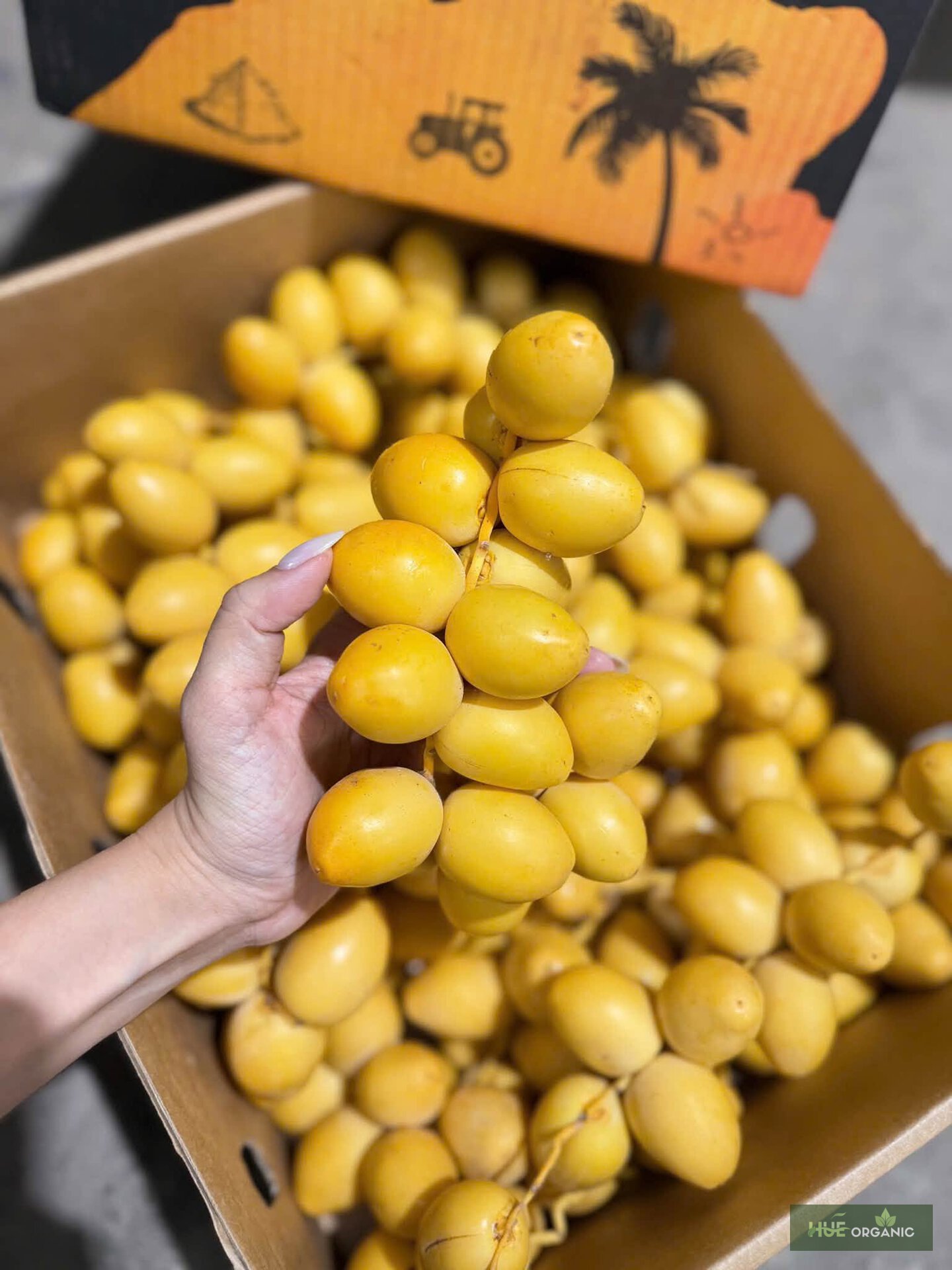 Chà Là Vàng Tươi Ai Cập Nguyên Nhánh Giòn Ngọt