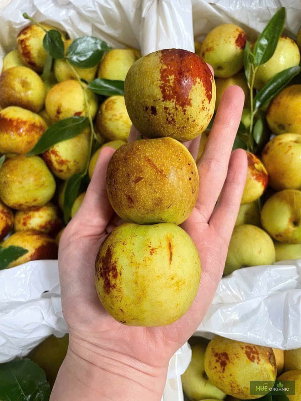 Hồng Táo – Táo Tàu Tươi Giòn Ngọt Nhập Khẩu - ảnh 2