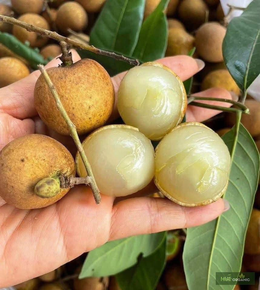 Nhãn Tươi Cùi Dày Ngọt Thanh Theo Mùa