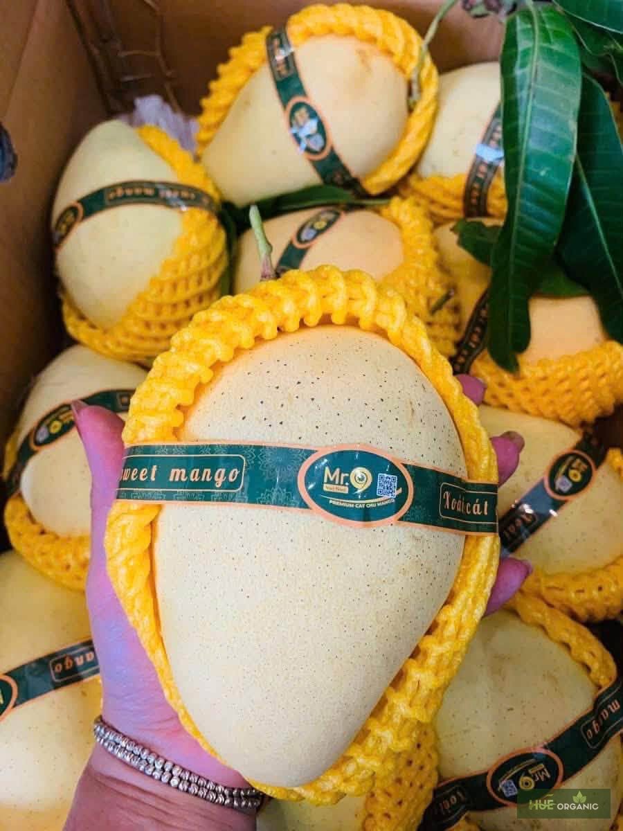 Xoài cát chu chú chín - ảnh 2