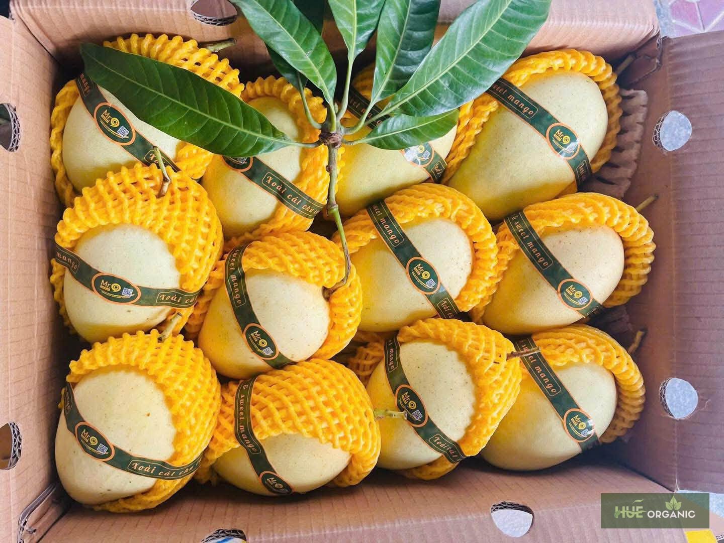 Xoài cát chu chú chín - ảnh 3