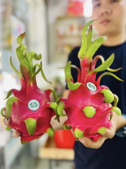 THANH LONG RUỘT ĐỎ GLOBALGAP - ảnh 4