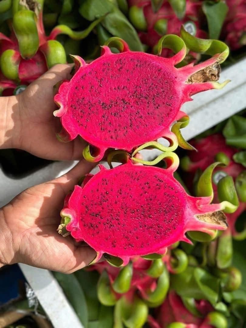 THANH LONG RUỘT ĐỎ GLOBALGAP