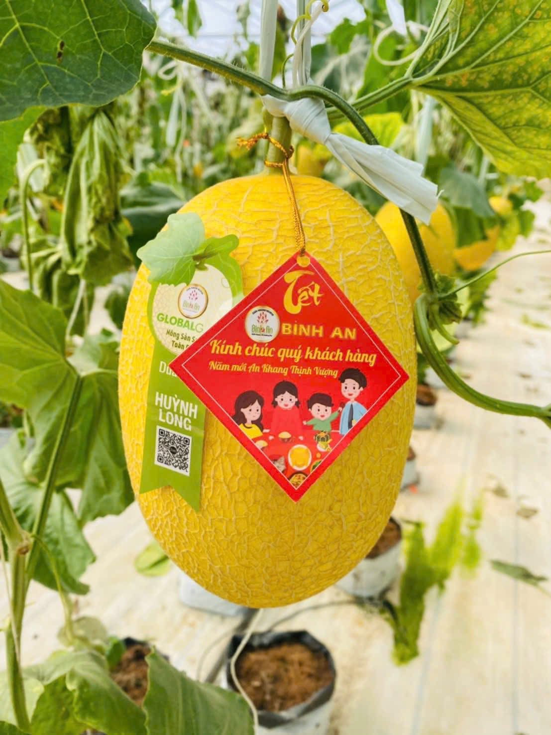 DƯA LƯỚI HUỲNH LONG VIP - ảnh 2