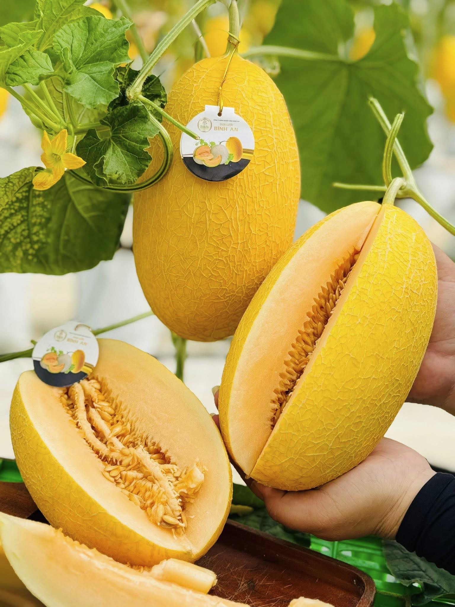 DƯA LƯỚI HUỲNH LONG VIP - ảnh 3