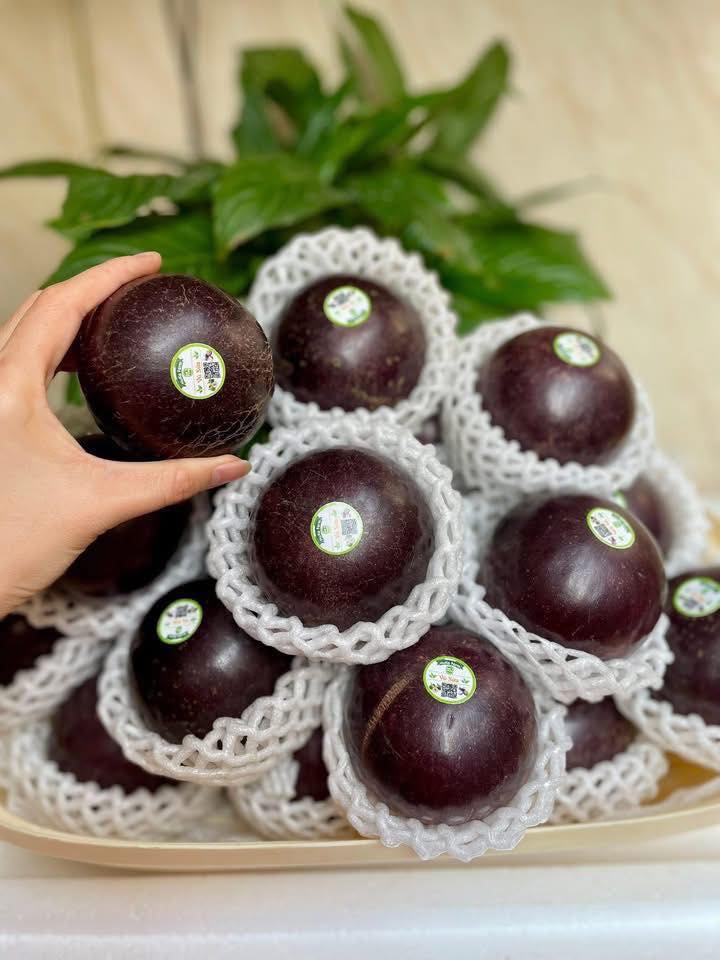 VÚ SỮA TÍM XƯA VIP - ảnh 3