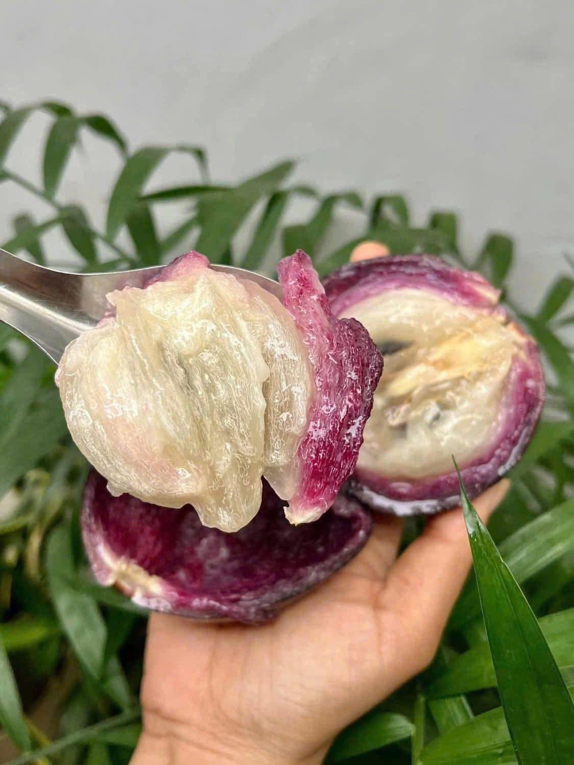 VÚ SỮA TÍM XƯA VIP - ảnh 4