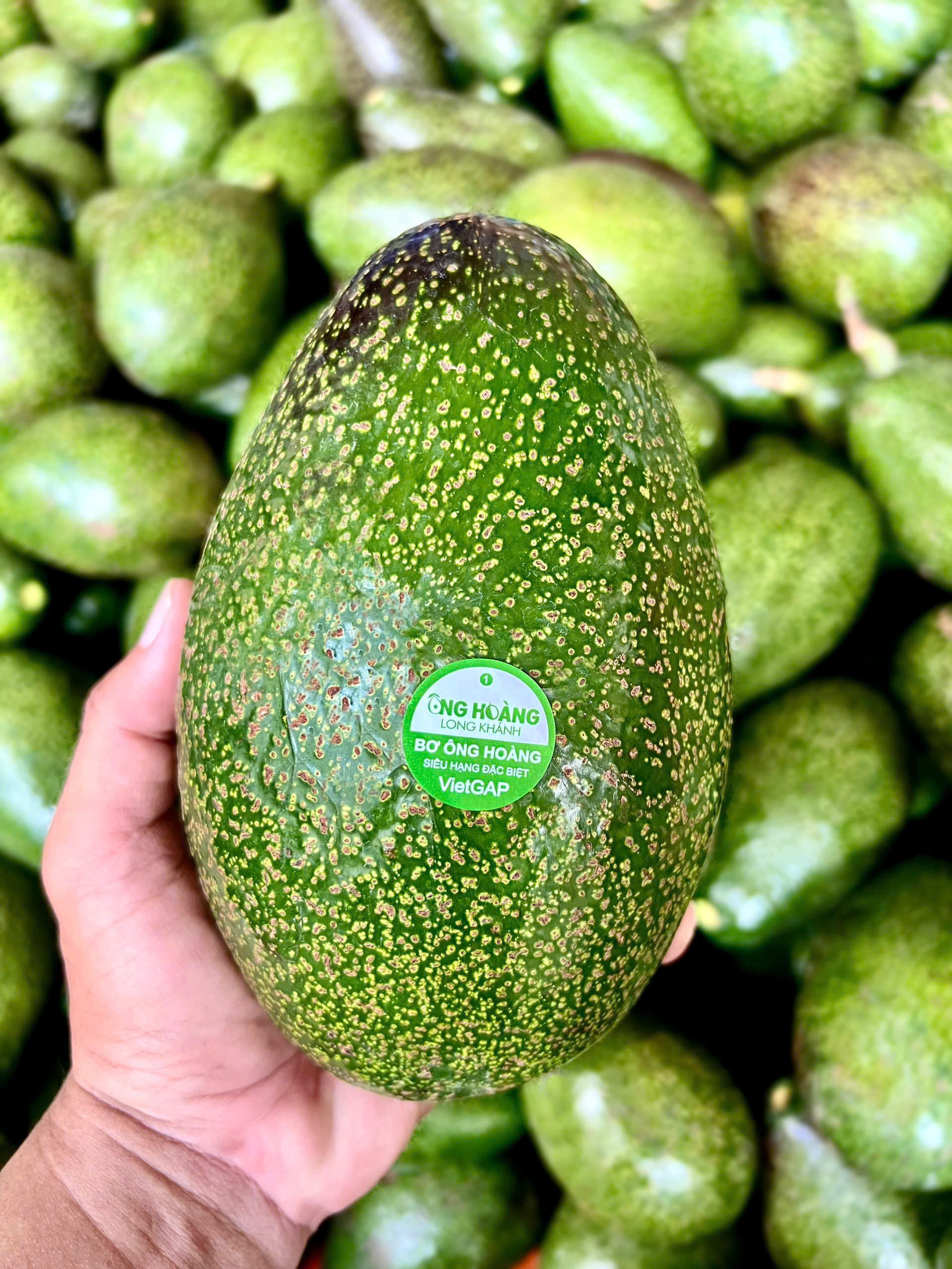 BƠ KHÔNG TÊN - MD02 - ảnh 4