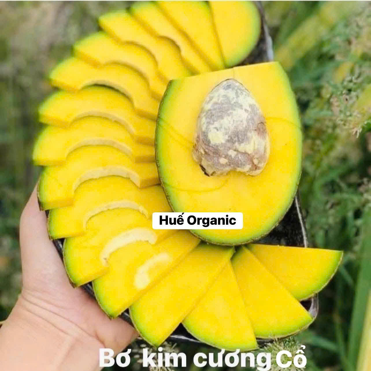 BƠ ÔNG HOÀNG - BƠ SÁP CỔ KIM CƯƠNG - ảnh 6