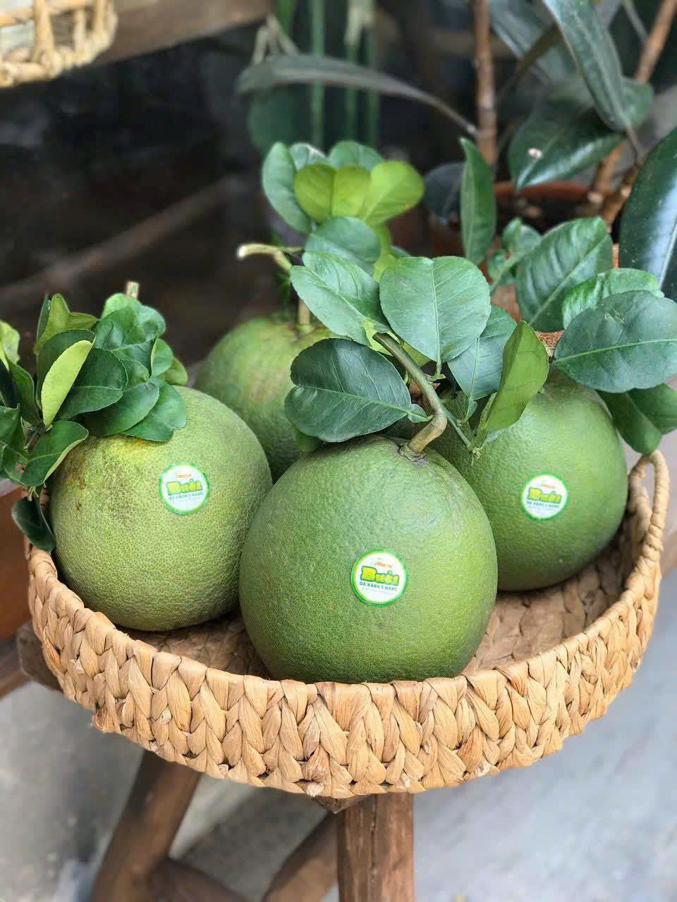 BƯỞI DA XANH 5 HẠNG HỮU CƠ - ảnh 3