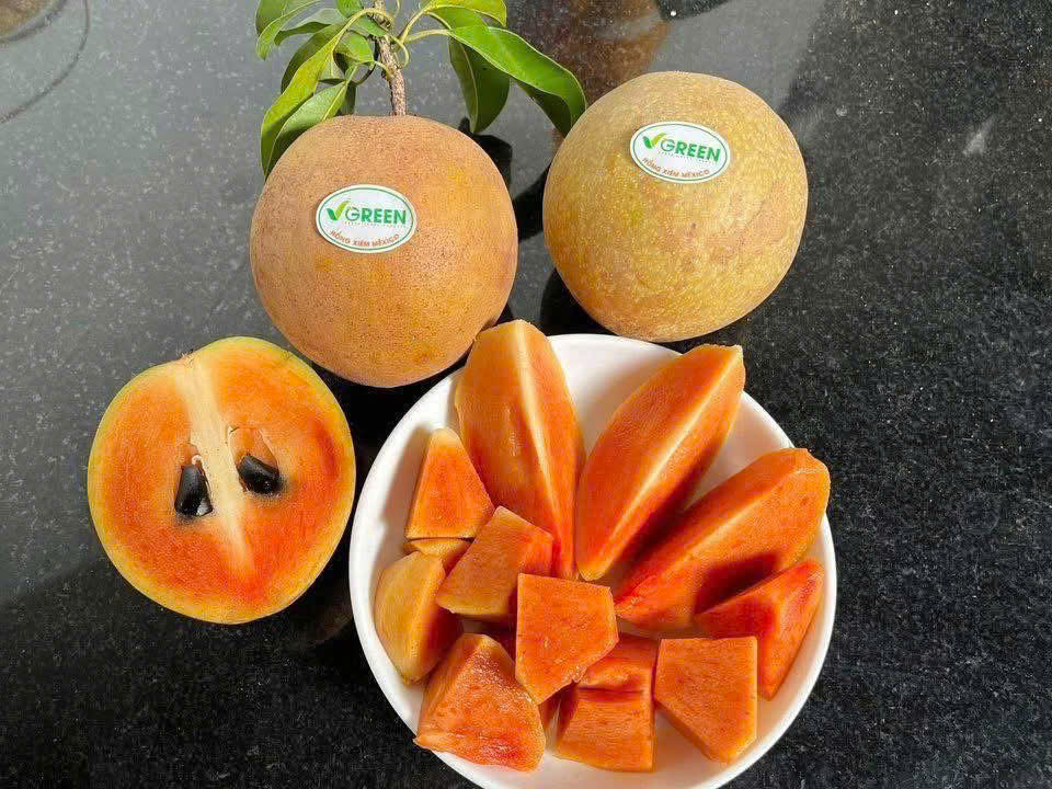 HỒNG XIÊM MEXICO VIP