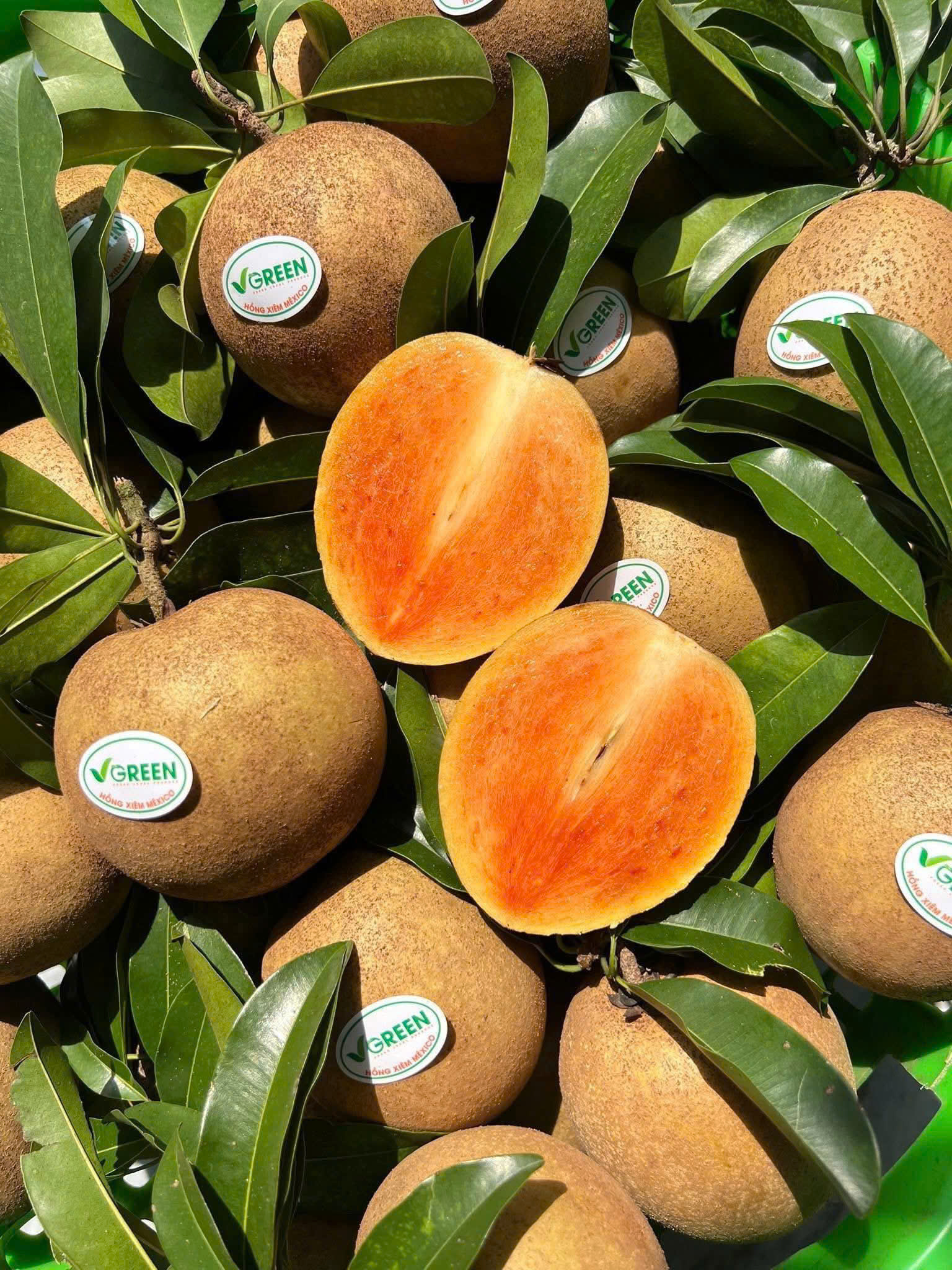 HỒNG XIÊM MEXICO VIP - ảnh 2