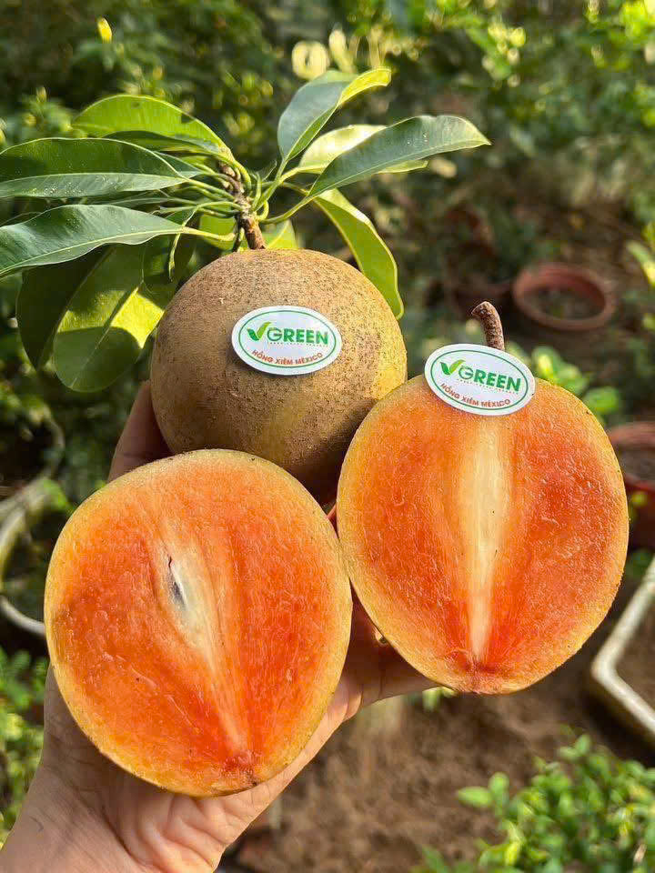 HỒNG XIÊM MEXICO VIP - ảnh 4