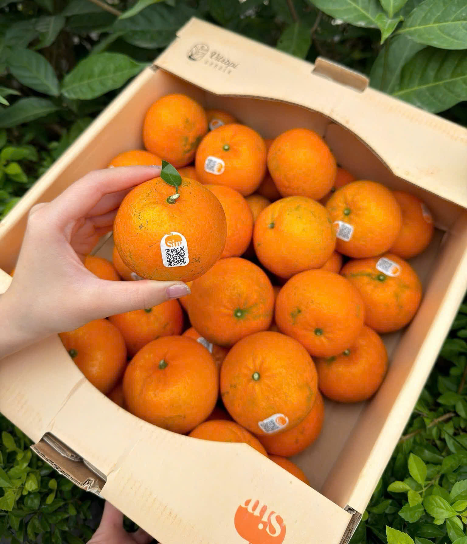 QUÝT SIM CHÍNH HIỆU - ảnh 4