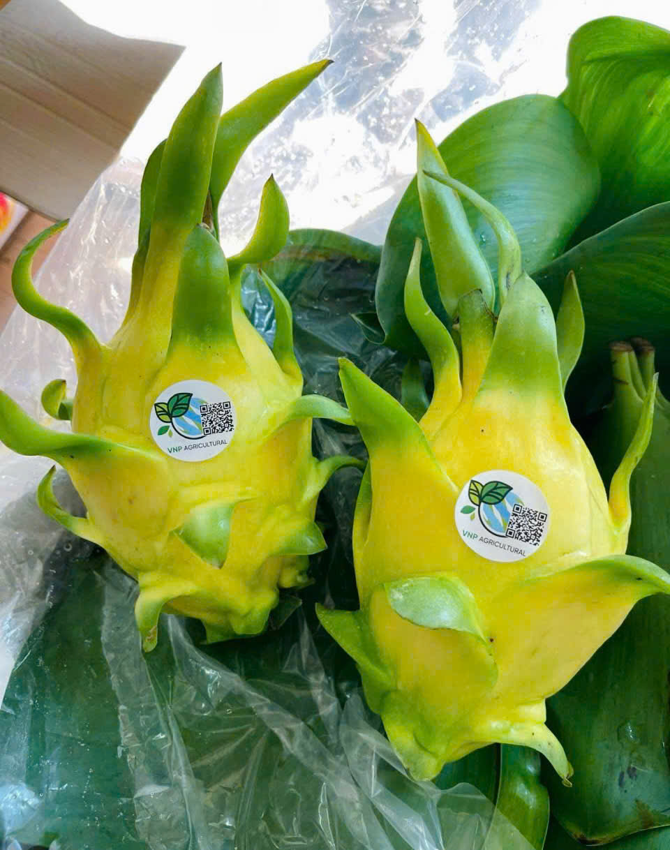 THANH LONG VÀNG (RUỘT TRẮNG) - ảnh 2