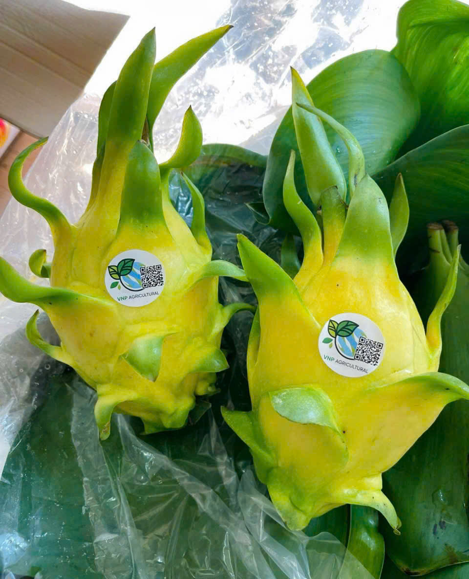 THANH LONG VÀNG (RUỘT TRẮNG) - ảnh 3