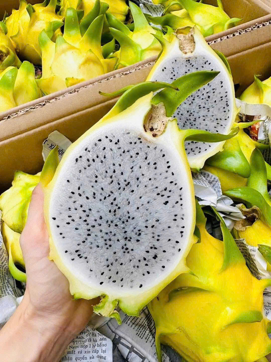 THANH LONG VÀNG (RUỘT TRẮNG) - ảnh 4