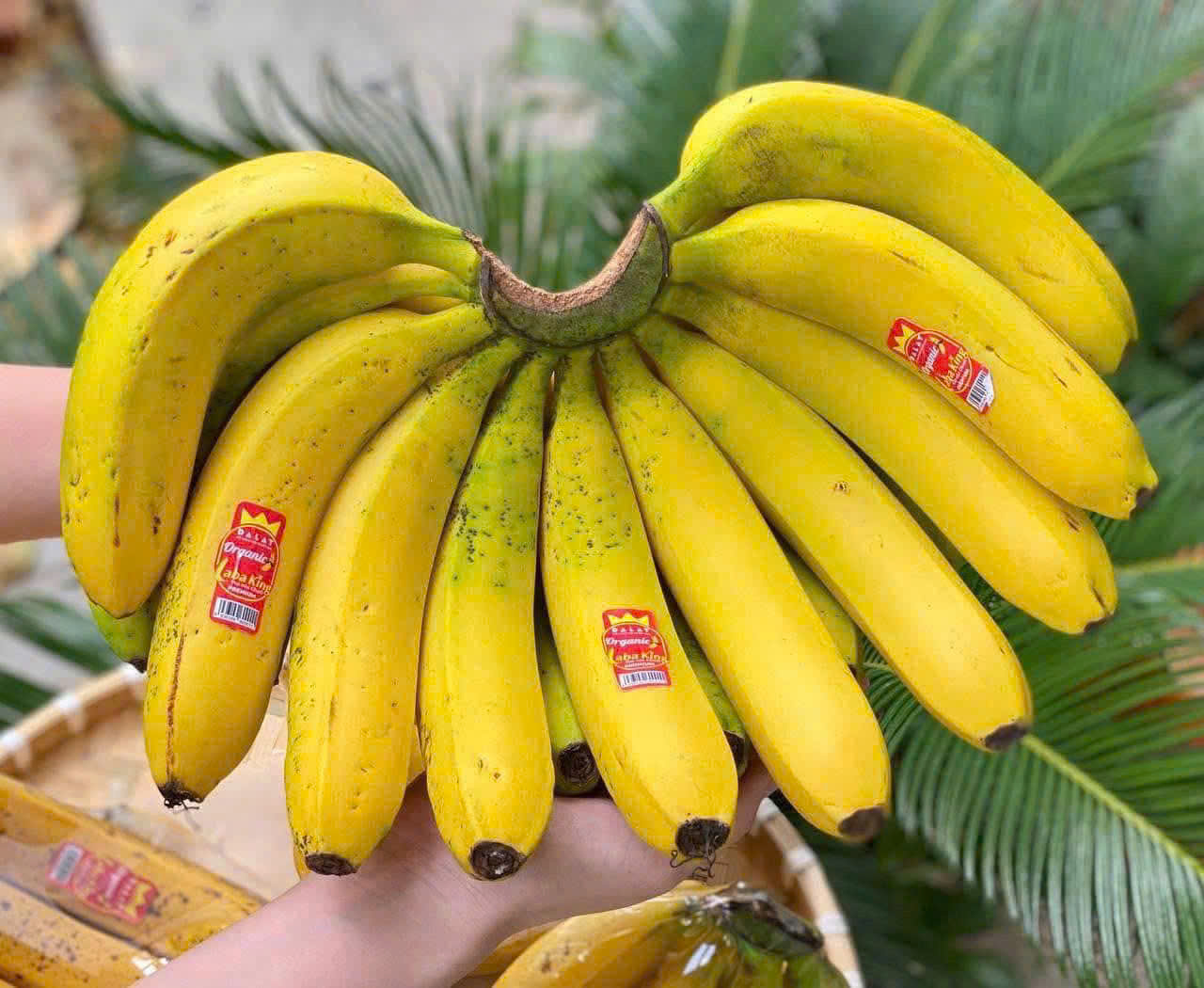 CHUỐI LABAKING ĐÀ LẠT - ảnh 3