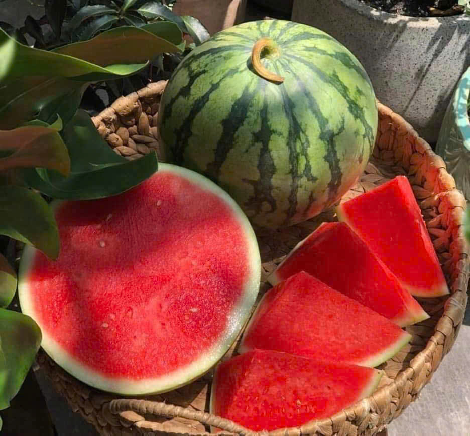 DƯA HẤU KHÔNG HẠT