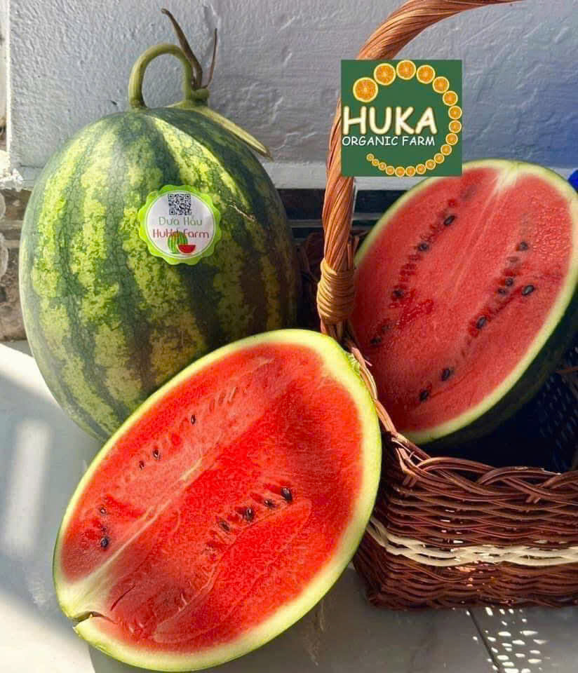 DƯA HẤU SỌC MỸ CÓ HẠT - ảnh 4