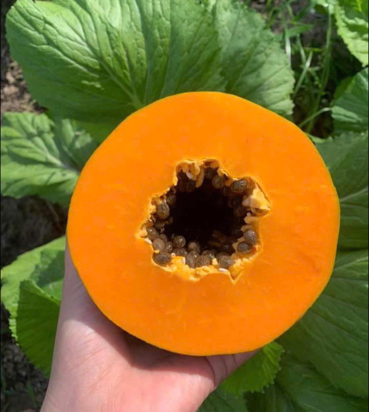 ĐU ĐỦ RUỘT VÀNG - ảnh 2