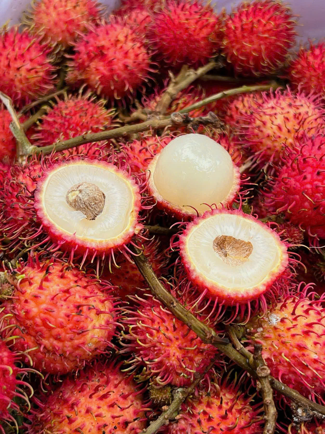 CHÔM CHÔM NHÃN - ảnh 2