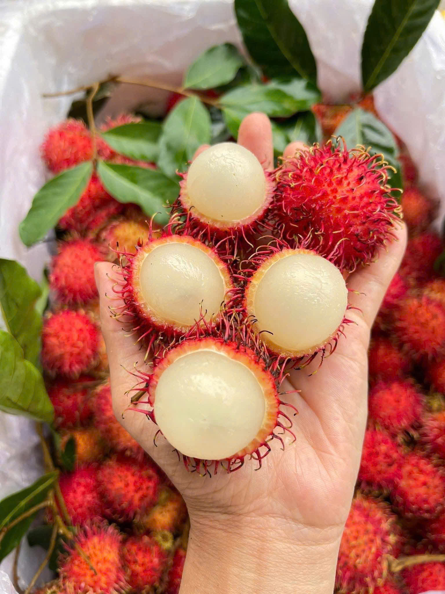 CHÔM CHÔM NHÃN - ảnh 3