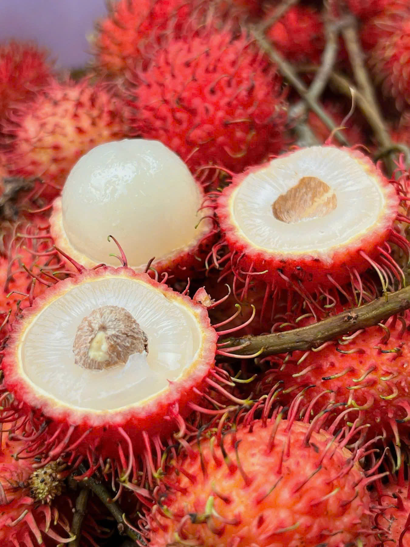 CHÔM CHÔM NHÃN - ảnh 4