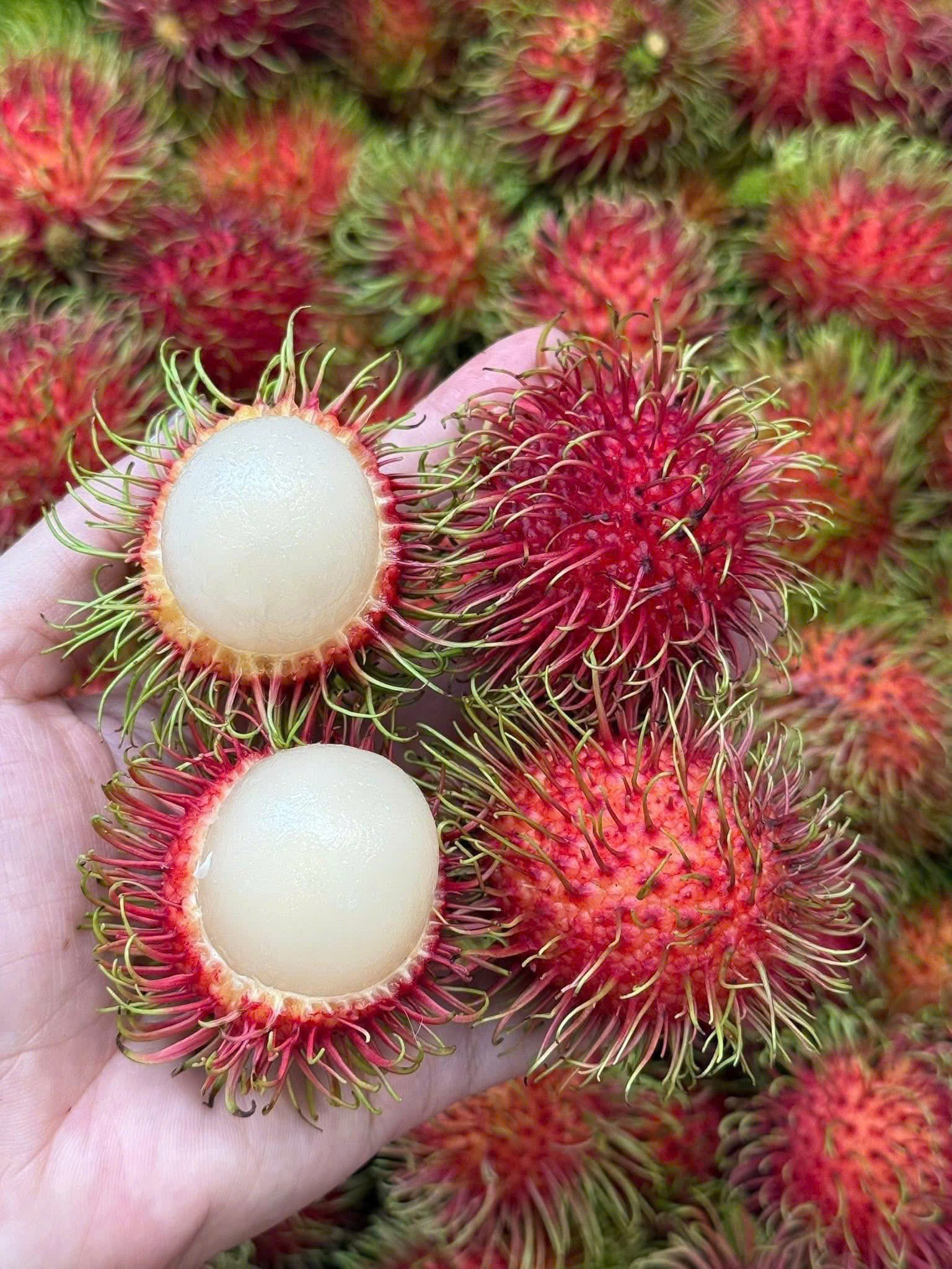 CHÔM CHÔM TIẾN CƯỜNG - ảnh 2