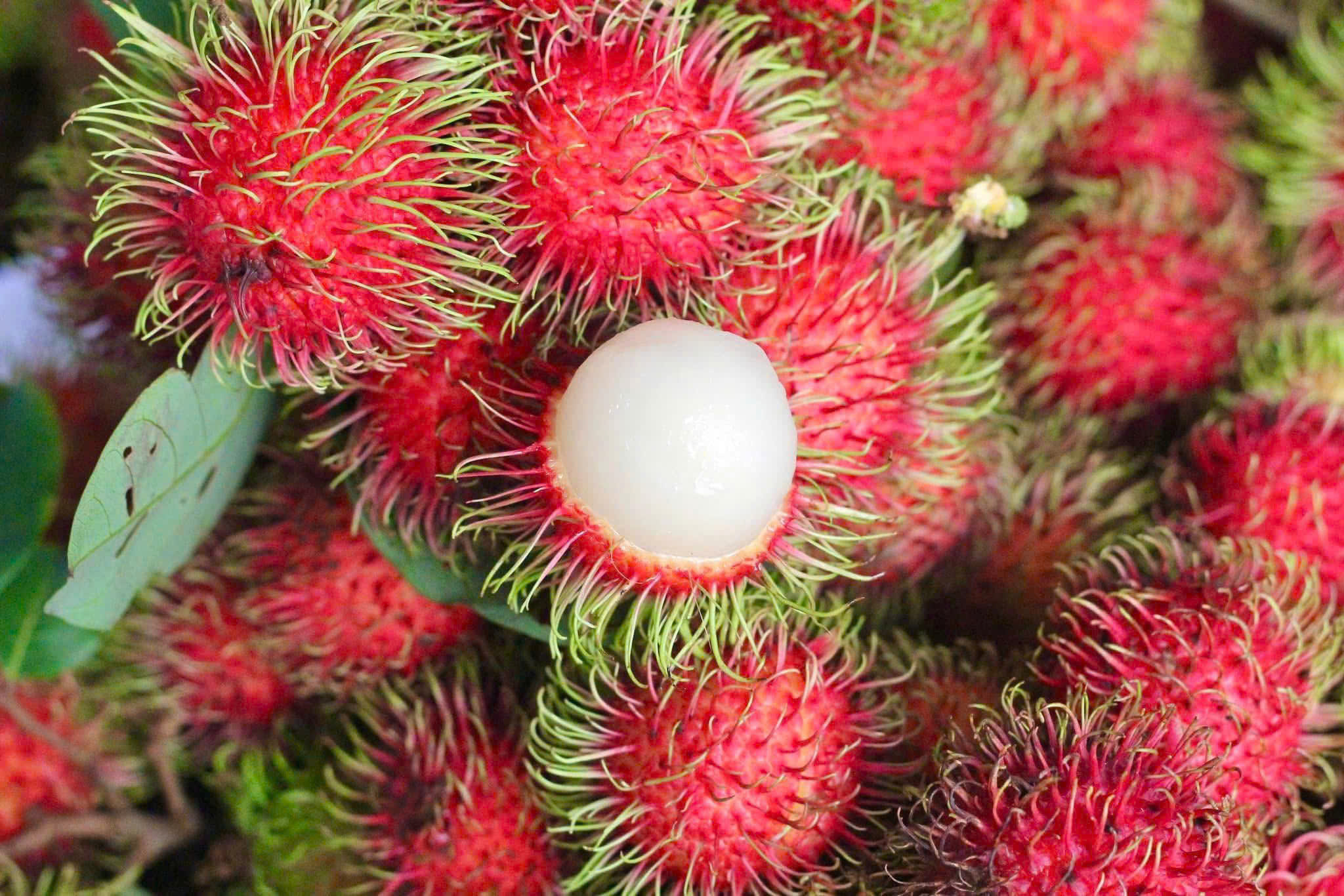 CHÔM CHÔM TIẾN CƯỜNG - ảnh 3