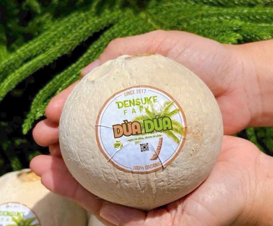 DỪA DỨA - ảnh 2
