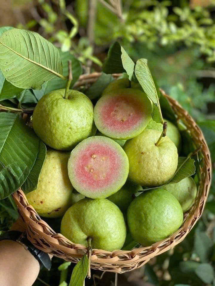 ỔI RUBY RUỘT ĐỎ