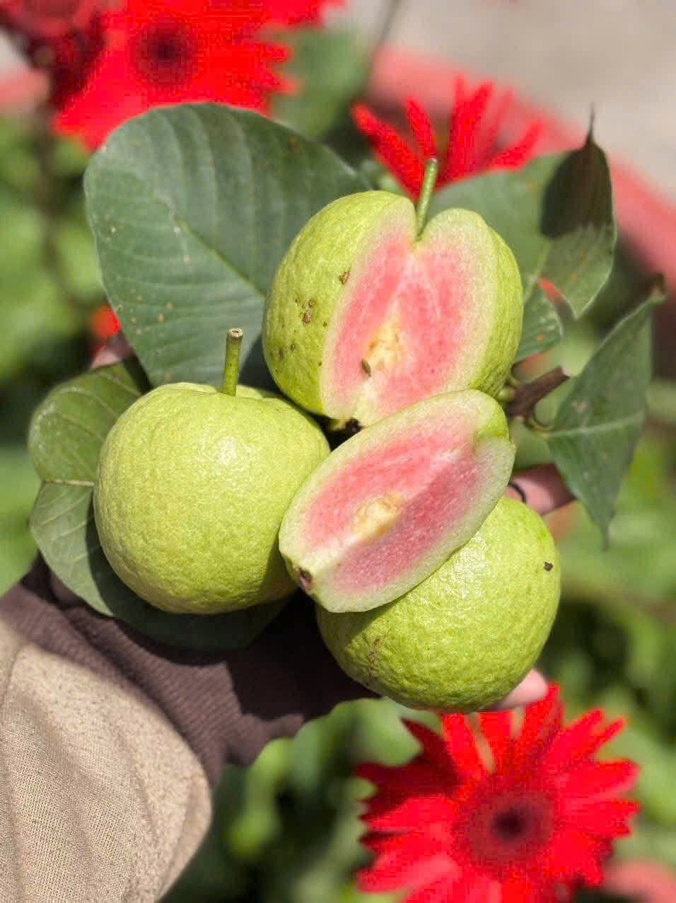 ỔI RUBY RUỘT ĐỎ - ảnh 2