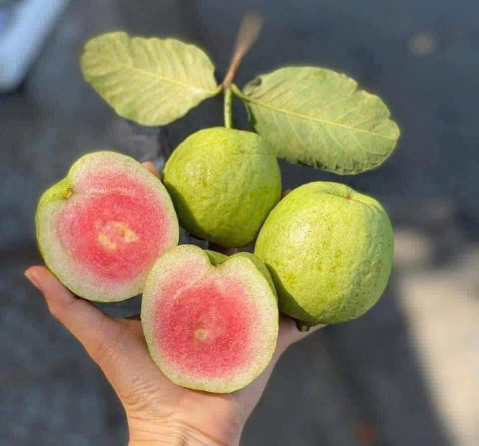 ỔI RUBY RUỘT ĐỎ - ảnh 3