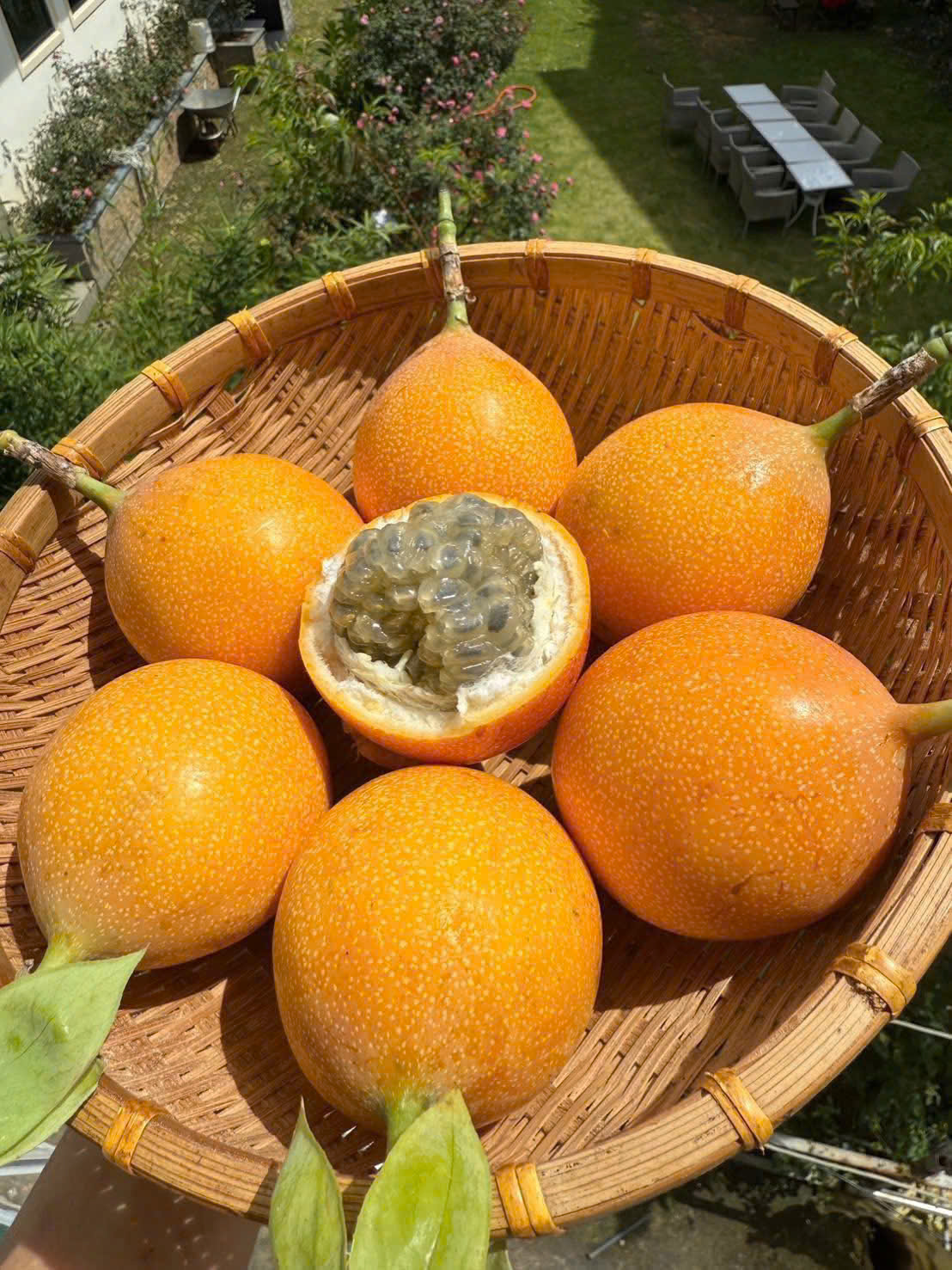 CHANH DÂY MẬT ONG COLOMBIA - ảnh 2