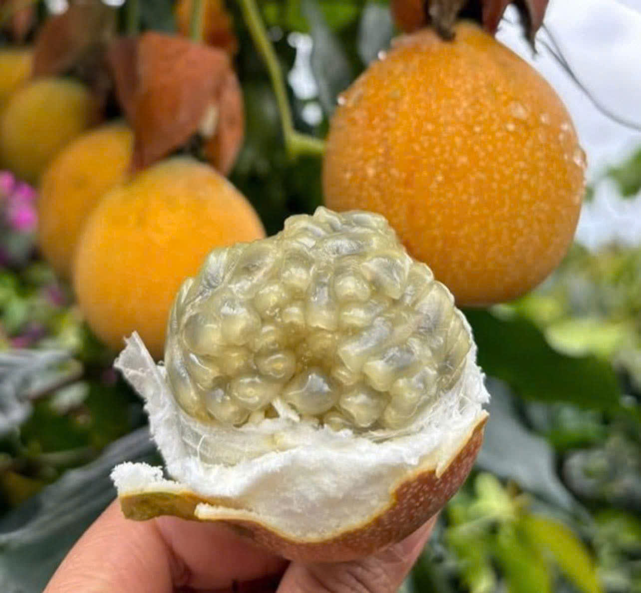 CHANH DÂY MẬT ONG COLOMBIA - ảnh 3