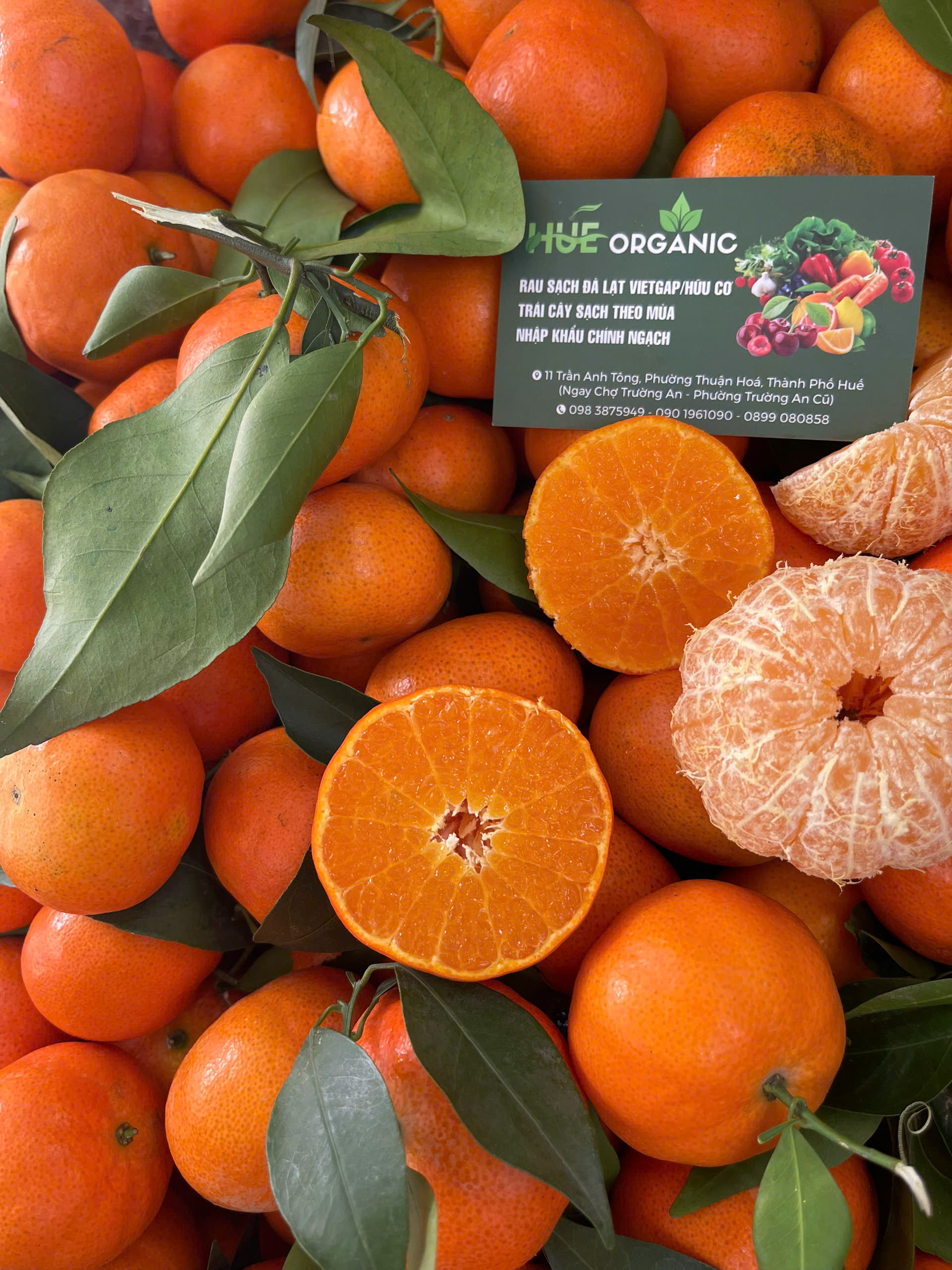 CAM CANH LỤC NGẠN - ảnh 2