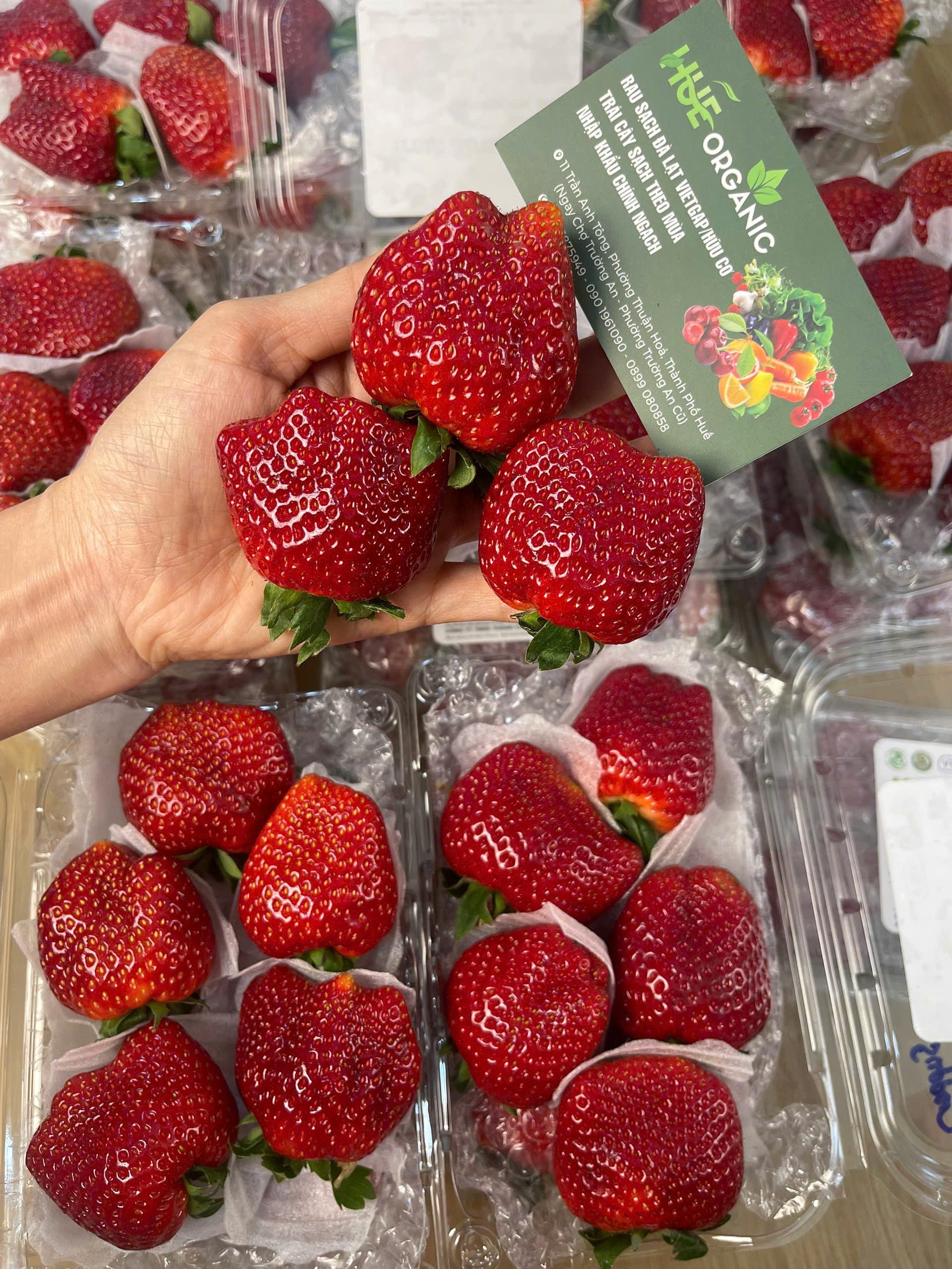 DÂU TÂY MỘC CHÂU