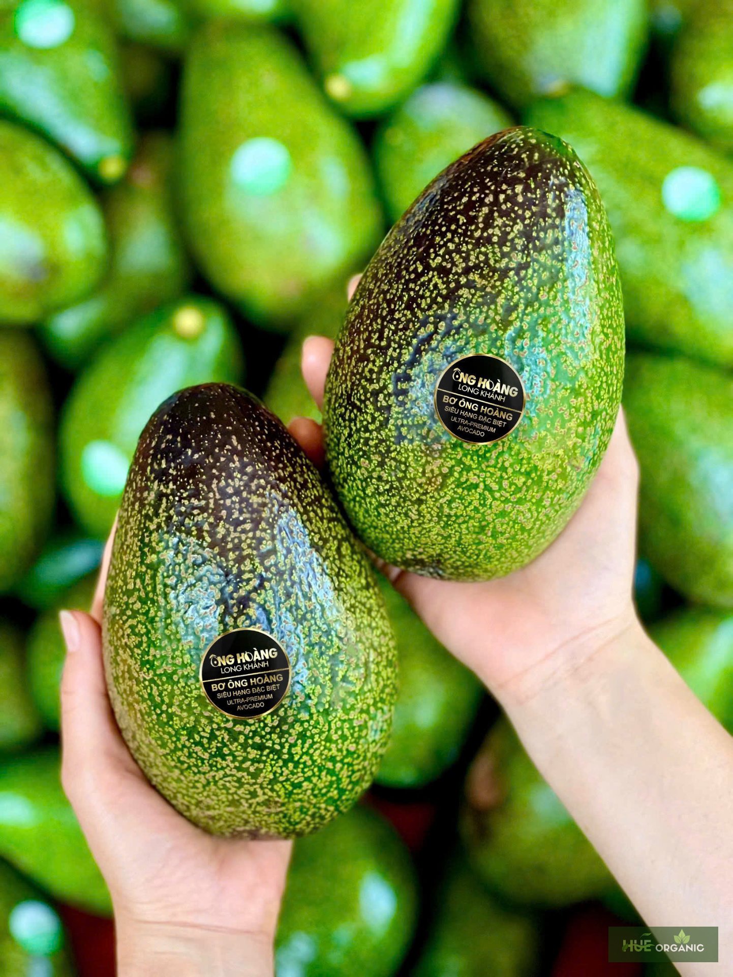 BƠ ÔNG HOÀNG HỮU CƠ - BƠ VUA ORGANIC - BƠ NGON NHẤT VIỆT NAM - BƠ SÁP SIÊU HẠNG ĐẶC BIỆT